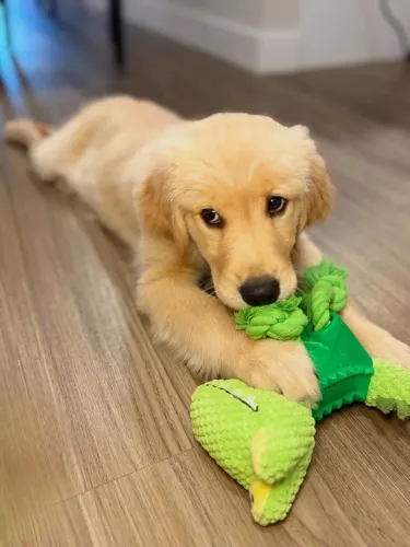 Golden Retriever Cachorrinho que chegou para fazer parte das suas opções