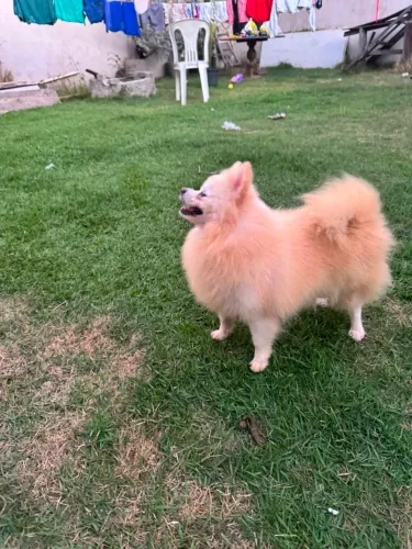 Spitz creme Fêmea 