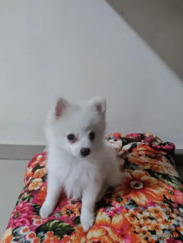 Lulu da pomerania