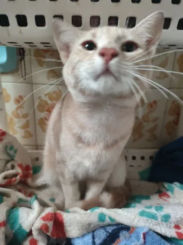 Doação de gato filhote