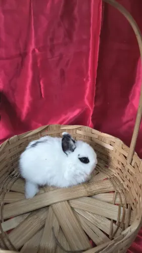 Vende-se filhotes de mini coelho Netherland