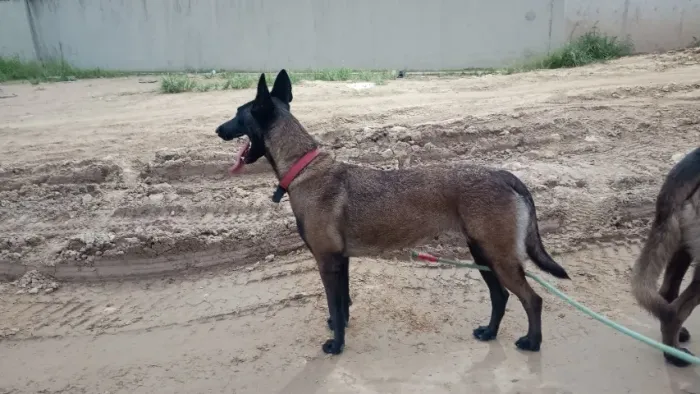 Cachorro 