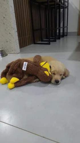 Golden Retriever filhotes lindos e amorosos