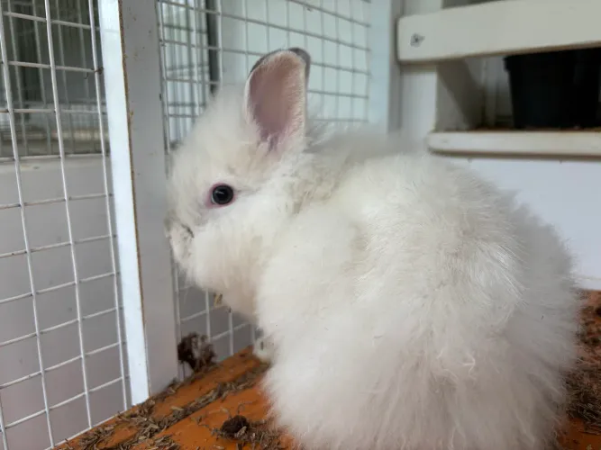 Coelhos Lion muito fofos e dóceis