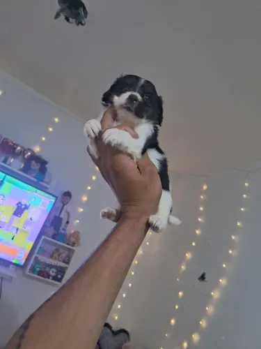 Mini shitzu 650