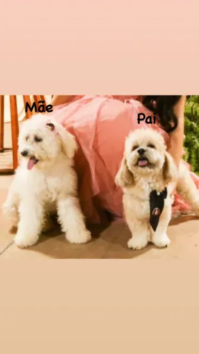 Vende-se filhote de poodle misturado com shitizu 