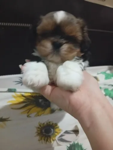 Machinho marom a venda