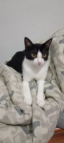 Doação de gato