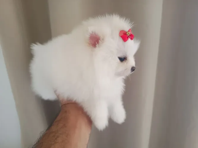 Lulu da Palmeirânia