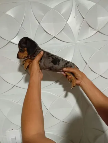 Filhote de dachshund