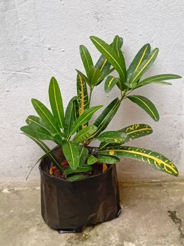Croton petra,brasileirinho, crotom prices, 