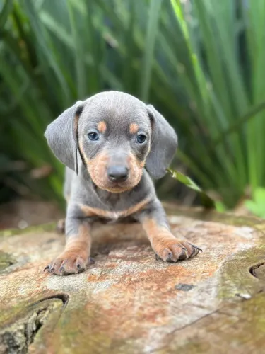 Dachshund machos e fêmeas