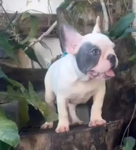 Filhote de Bulldog francês fêmea 6 meses exótica olhos azuis com pedregre