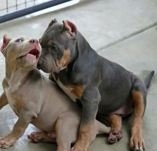 American Bully - O Presente Que Vai Arrancar Muitos Sorrisos