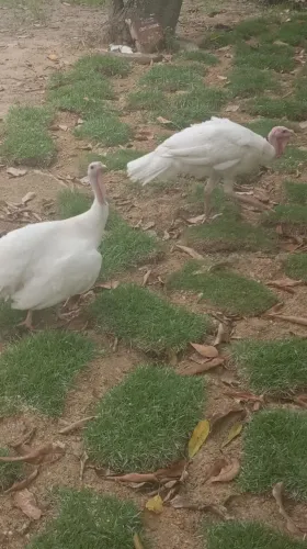 Vendo casal de perus 
