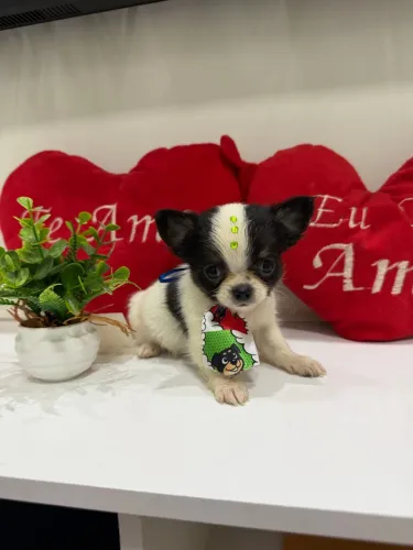 Chihuahuas 