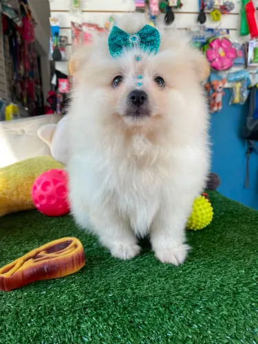 Spitz alemão fêmea uma bolinha de pelo 