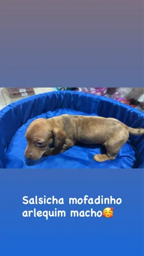 Disponível
