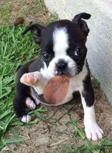 Boston Terrier