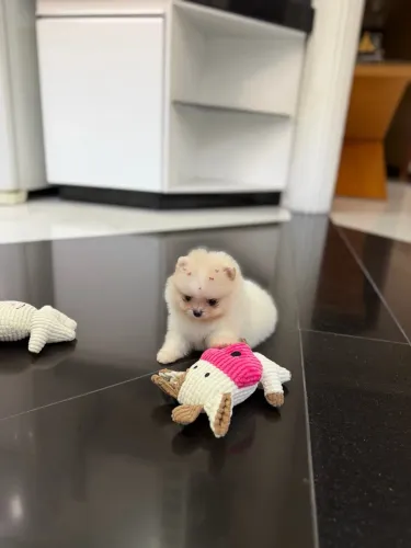 Lulu da Pomerania Femea Perfeita!