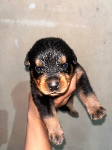 Rottweiler cabeça de touro