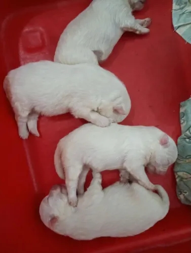 Filhotes de Lulu da Pomerânia fêmeas e um machinho (todos brancos) R$ 3,000 pode reservar
