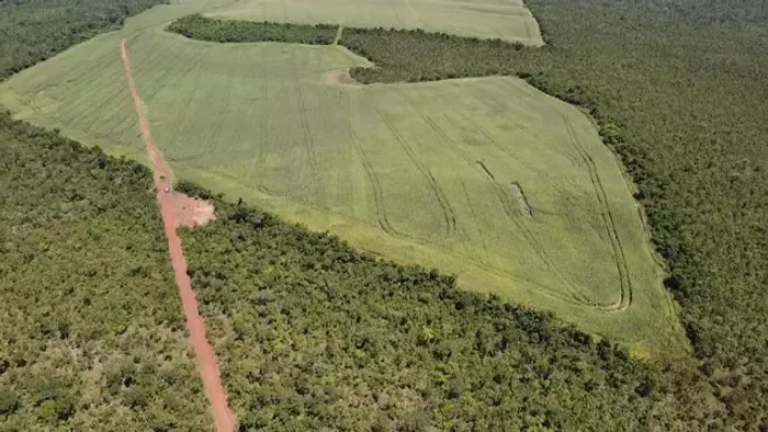 Fazenda em Aparecida do Rio Negro. Lavoura.