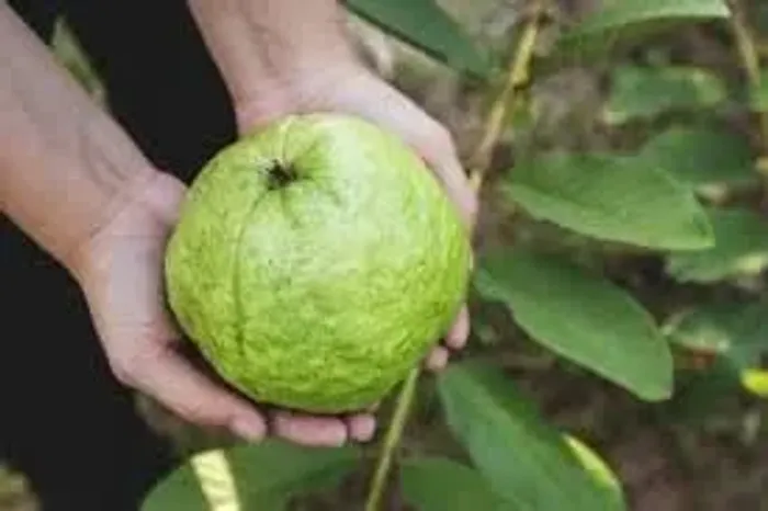 mudas da goiaba taylandesa gigantes  pesa até 1 kilo