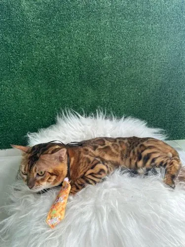 Bengal 