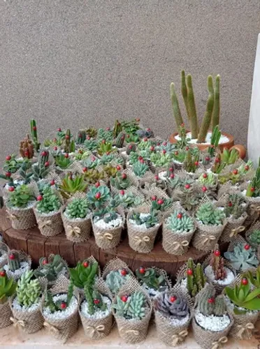 Lembrancinhas com suculentas 