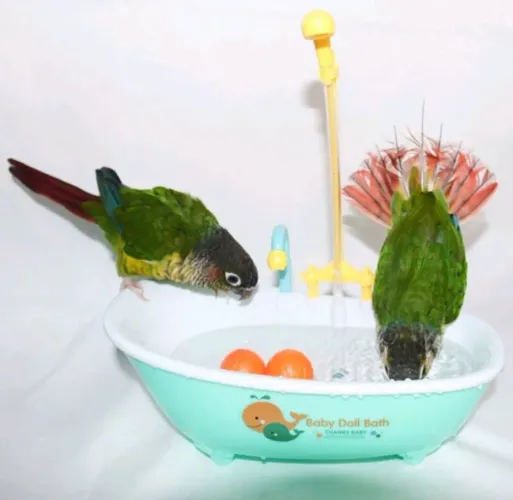 Banheira para pássaros (funciona à pilha)