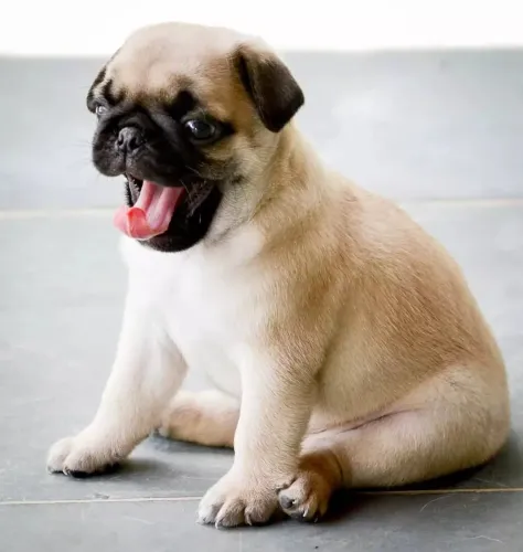 Filhote de Pug - Uma fofura para alegrar sua casa! Em Sorocaba