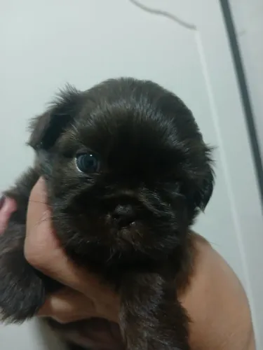 Linda filhote shitzu chocolate 