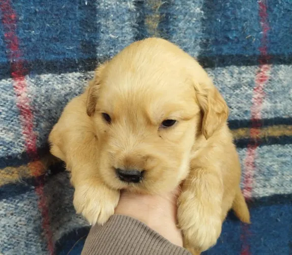Golden Retriever- 2 fêmeas e 1 machinho dourado com 52 dias, robustos- Dani