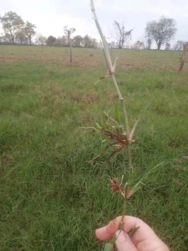 Mudas em ramas tifitom 85,2a3 gemas