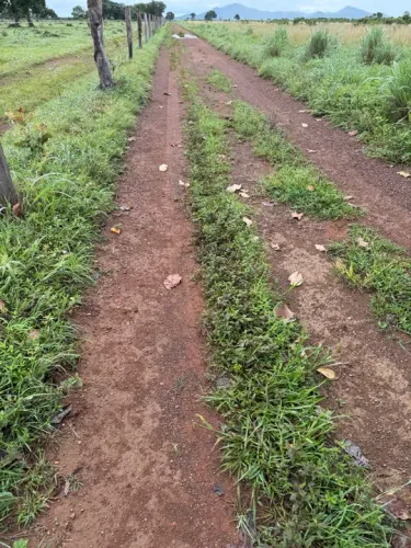 FAZENDA 390 ALQUEIRES ARGILA ACOMA DE 30 PLANTA PERMITIDO 