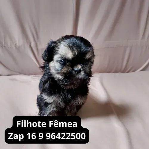 Filhotes Shih-Tzu