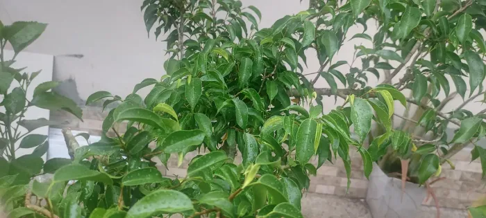 Planta Ficus - Bonju de 35 anos