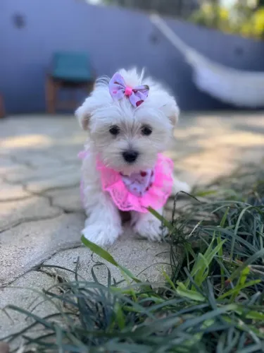 maltês perfeita