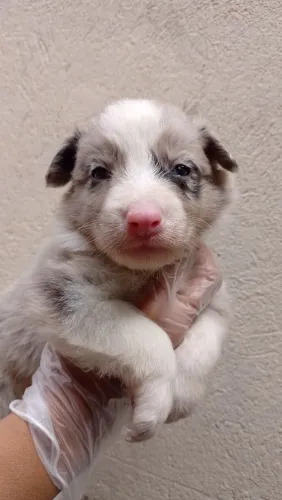 Border Collie várias cores 
