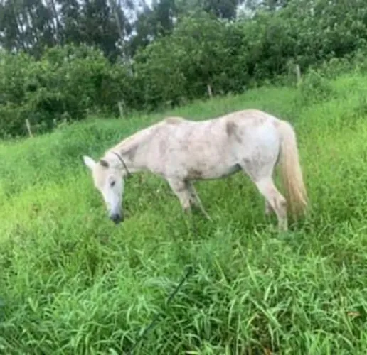 Vendo égua de montaria e de carroça 