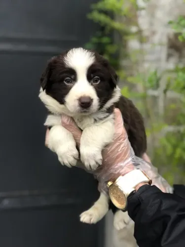 Border Collie Filhote com 1ª Vacina + Garantia
