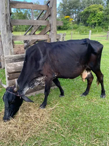 Vendo vaca Girolanda