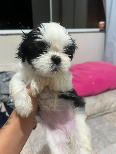 Vende-se Filhote de Shih Tzu