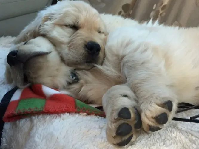 Golden Retriever perfeito