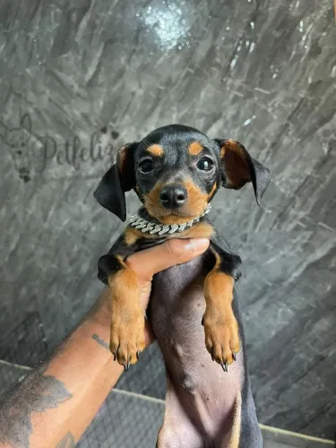 Pincher macho