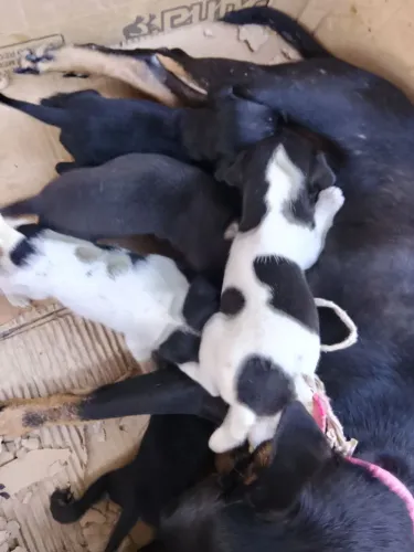 Cachorro pinscher número 2
