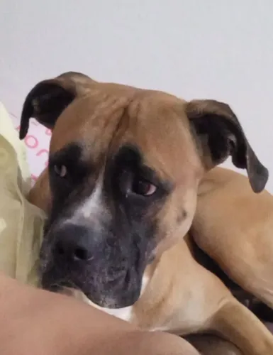 Pitboxer pra doação 