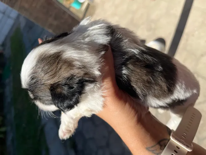 Filhotes shitzu tricolor 