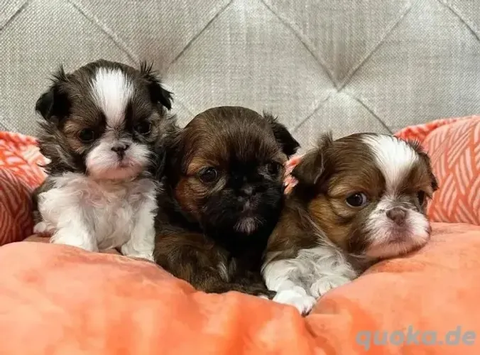 Filhotinhos Macho e Fêmea em SP Shih tzu/shitzu com Garantias
